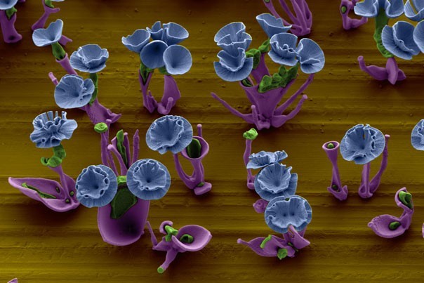 The flowers have been grown on the surface of glass slide, metal blades and even a penny 